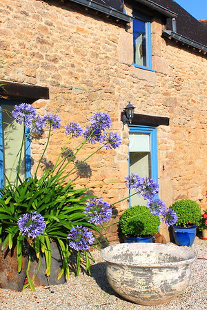 Rates & Availability . agapanthus-front